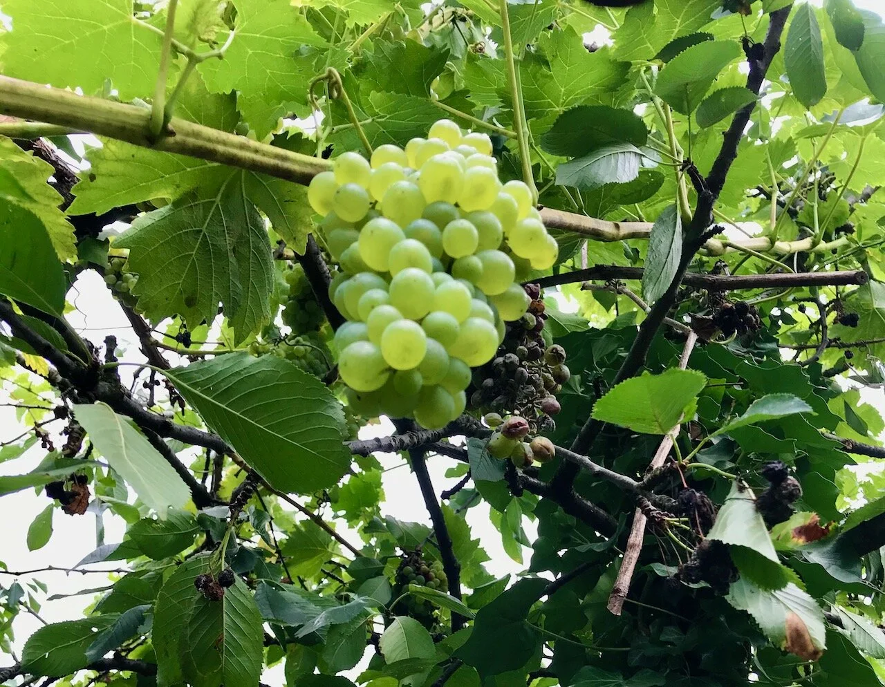 grapes on the vine which came from next door.jpeg