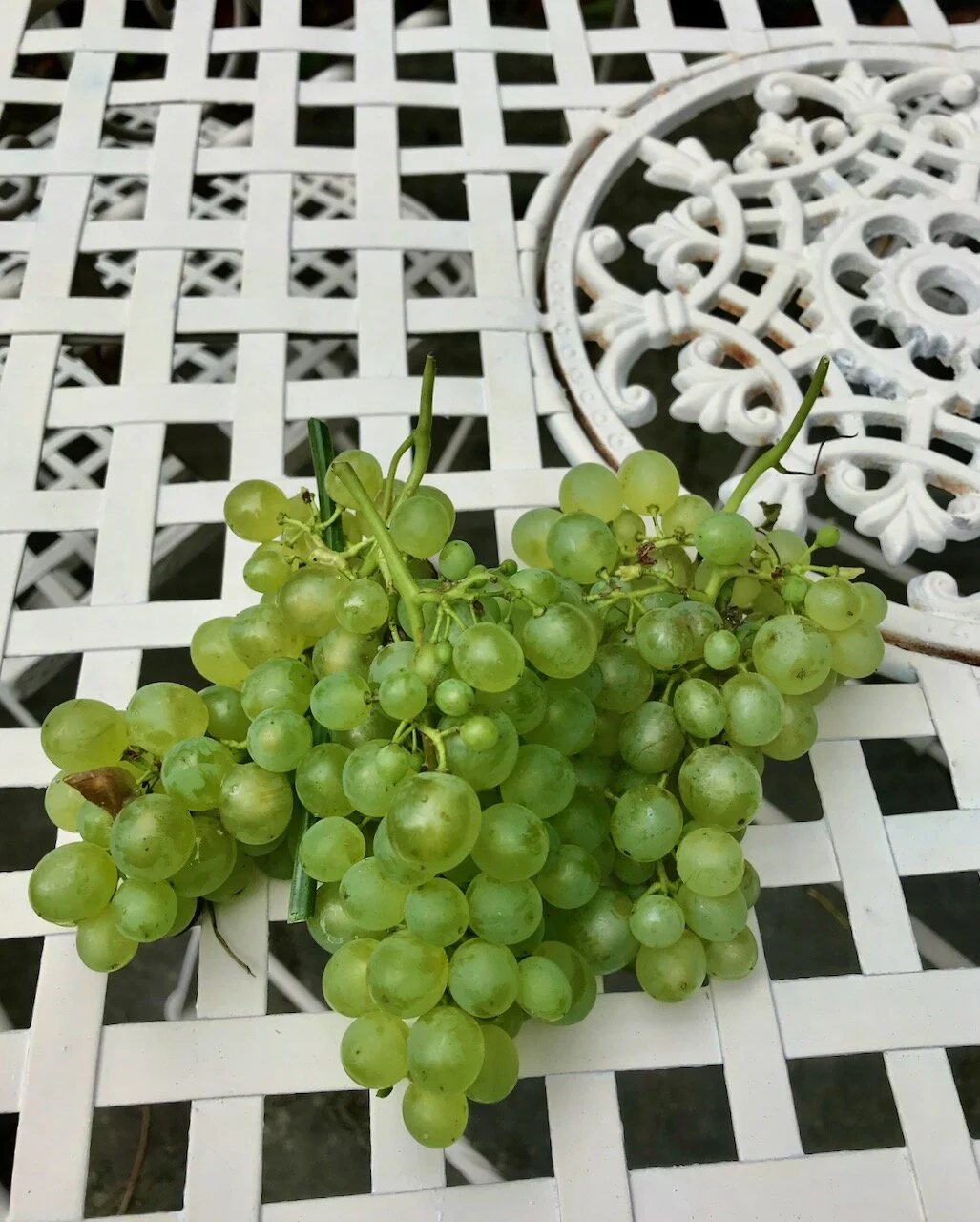 bunches of grapes on the garden table.jpeg