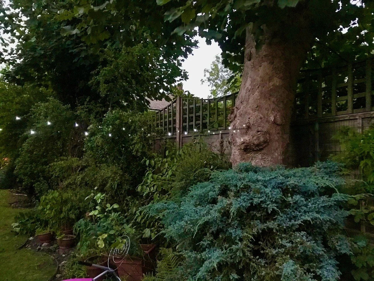 stringing up lights across the garden.jpeg