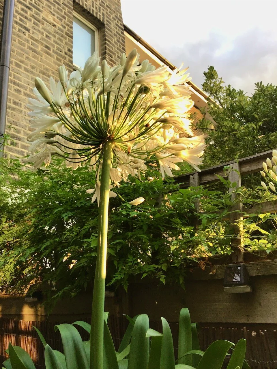 agapanthus in flower in the sunshine.jpeg