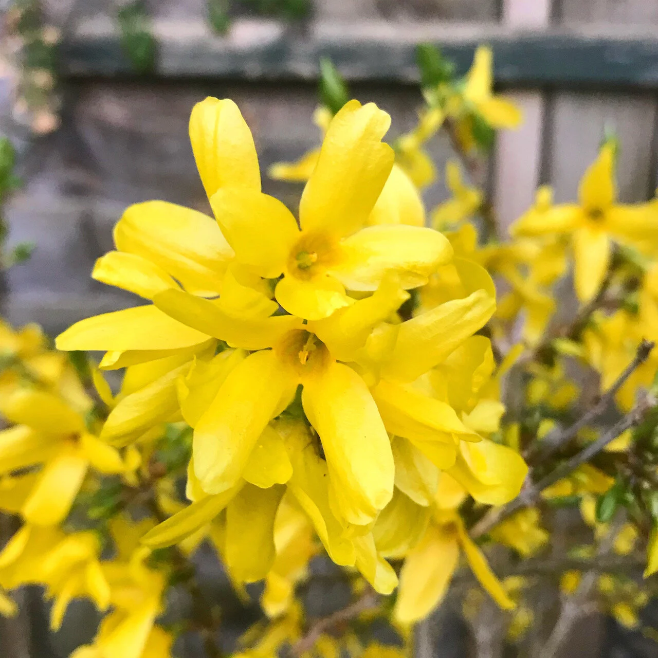 forsythia in flower