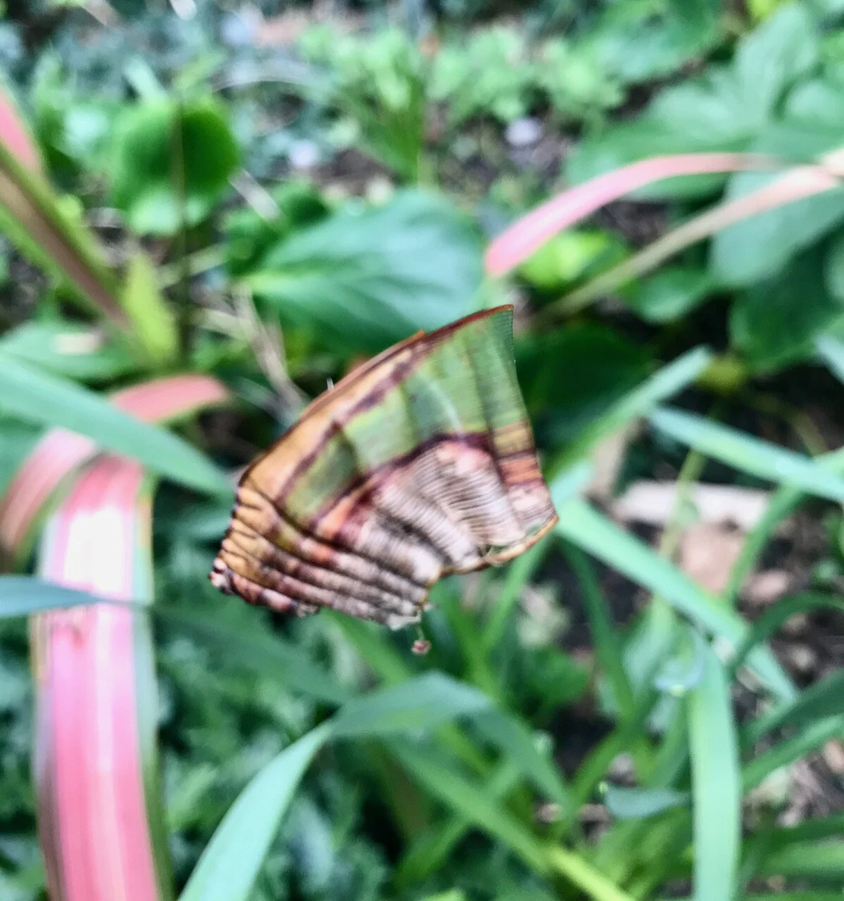 a crumpled phormium leaf.jpeg