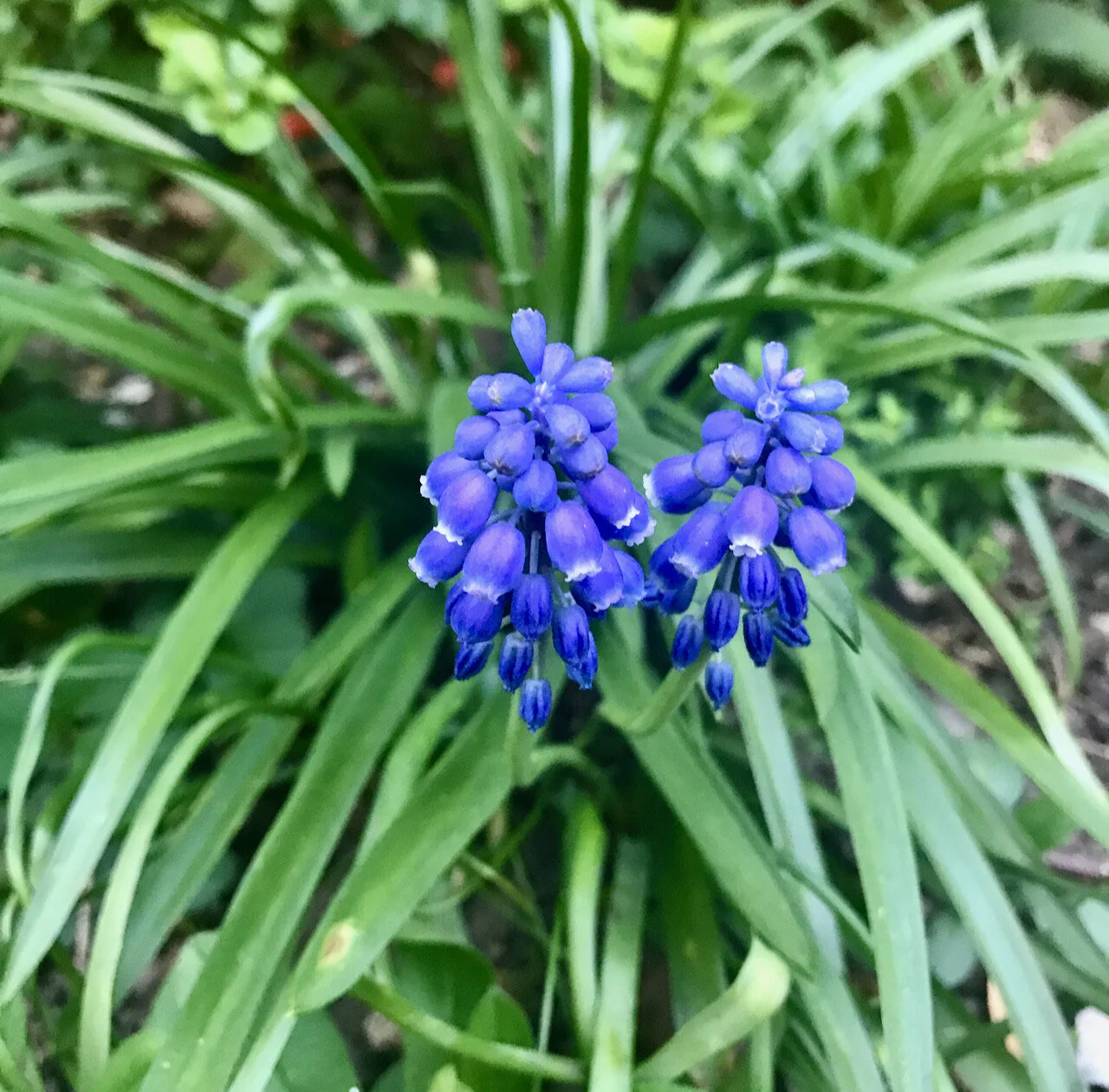 grape hyacinths.jpeg