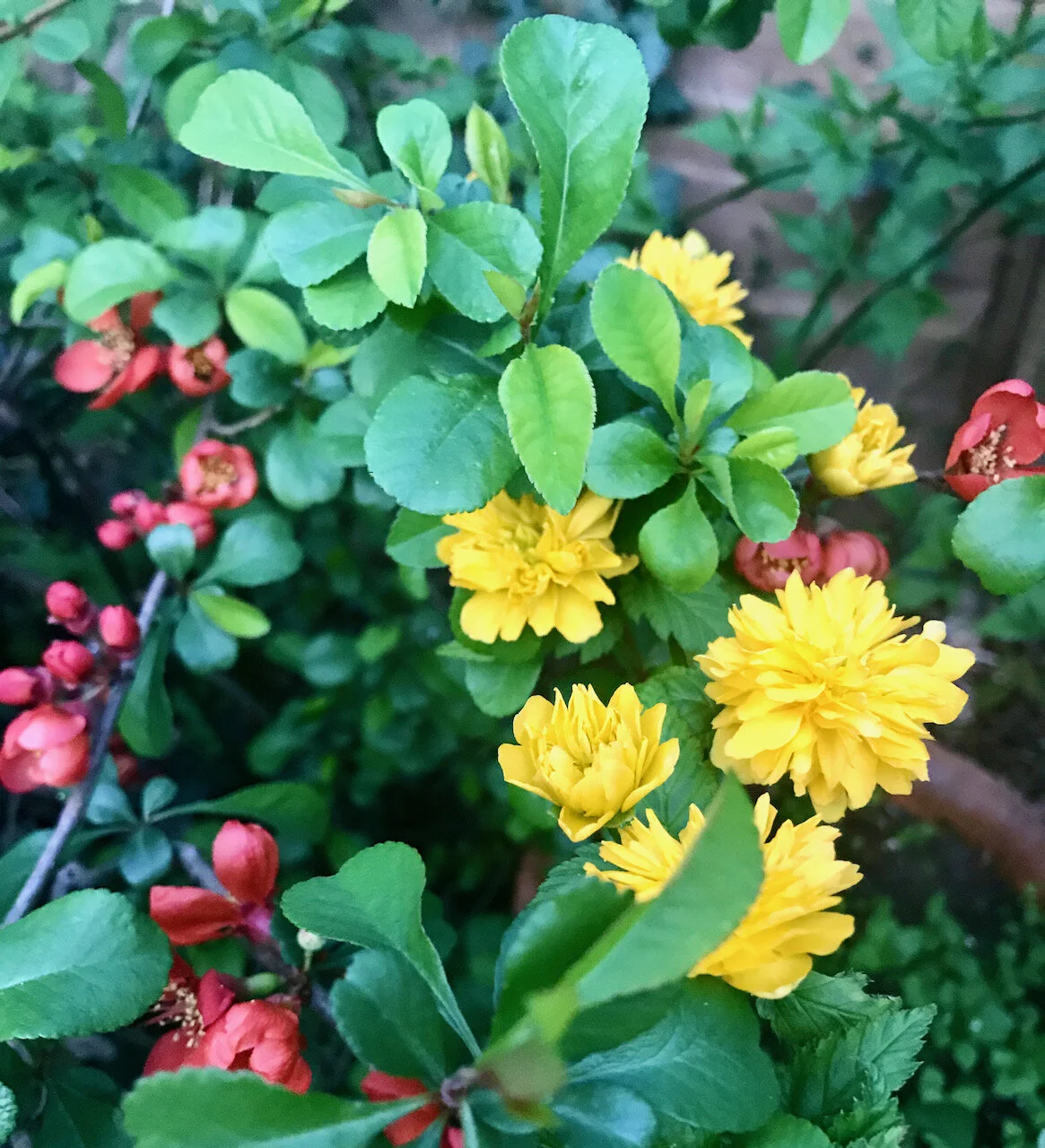 ornamental quince and kerria in flower