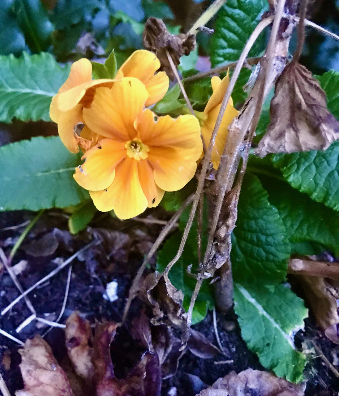 a slightly battered polyanthus.jpeg