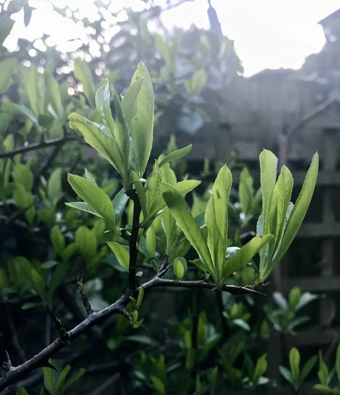 new pyracantha growth.jpeg