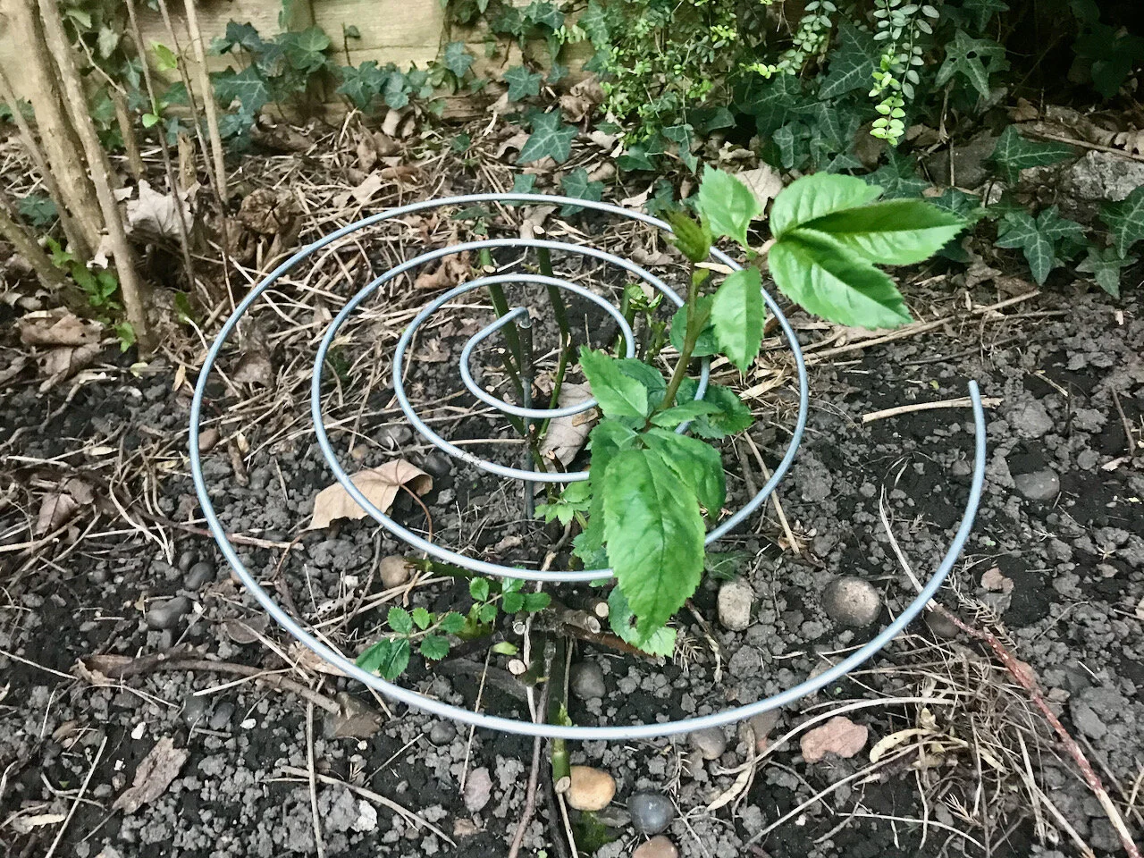 training roses to grow through a circular support.jpeg