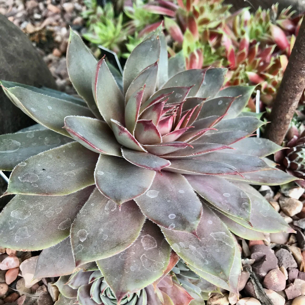 succulent at rhs hyde hall.jpeg