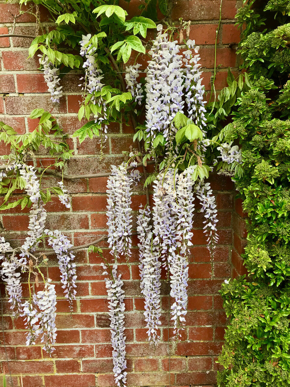 trailing wisteria.jpeg