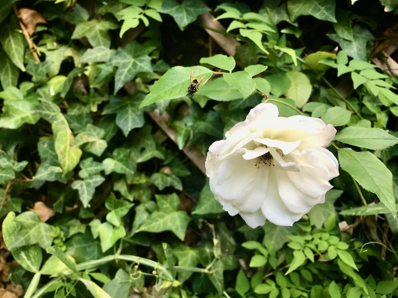 white rose against greenery.jpeg