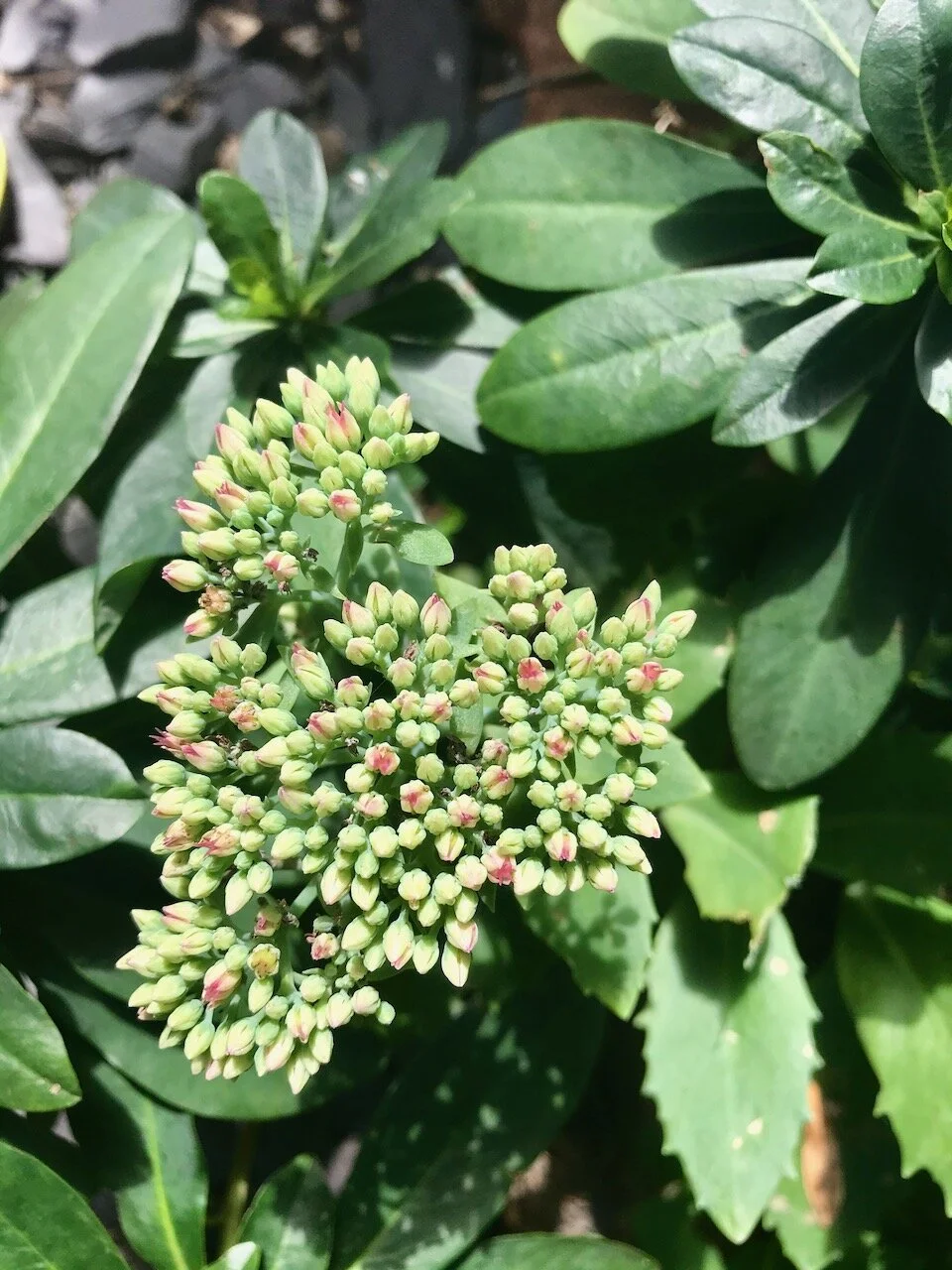 sedums starting to turn pink