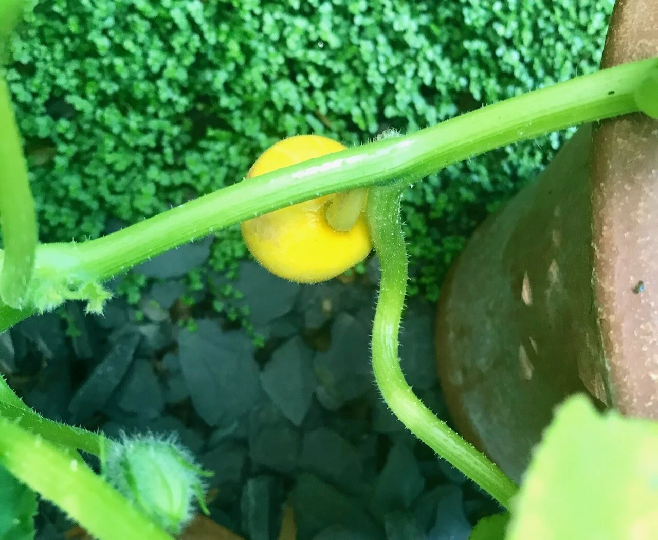 a baby yellow squash.jpeg