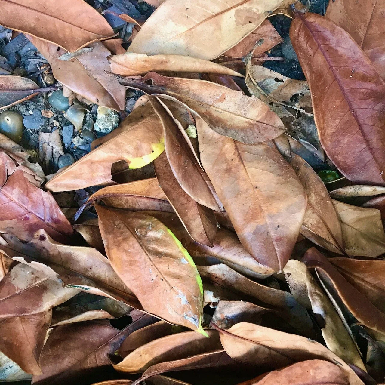 fallen brown leaves from the laurel.jpeg