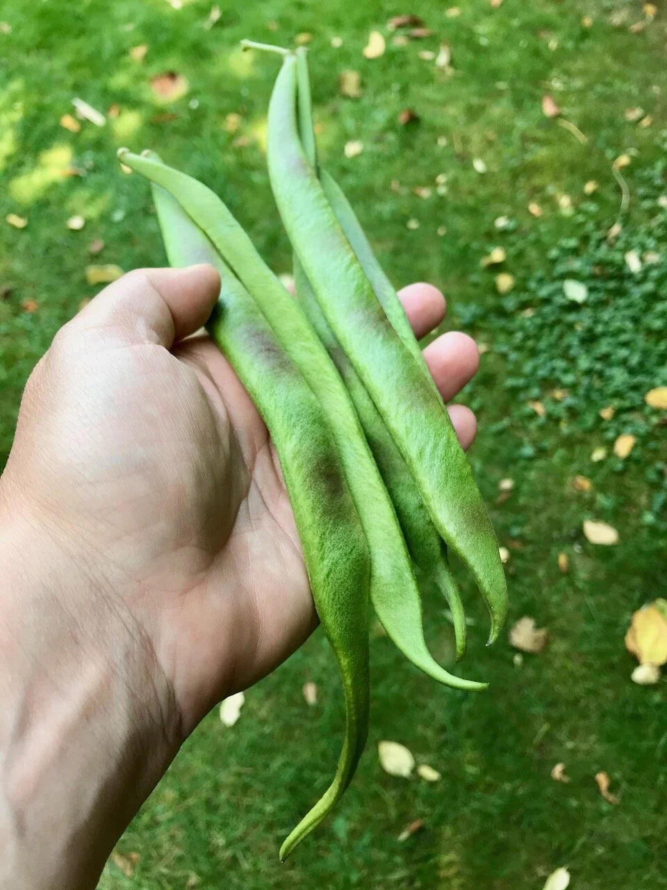 holding some of the runner beans.jpeg