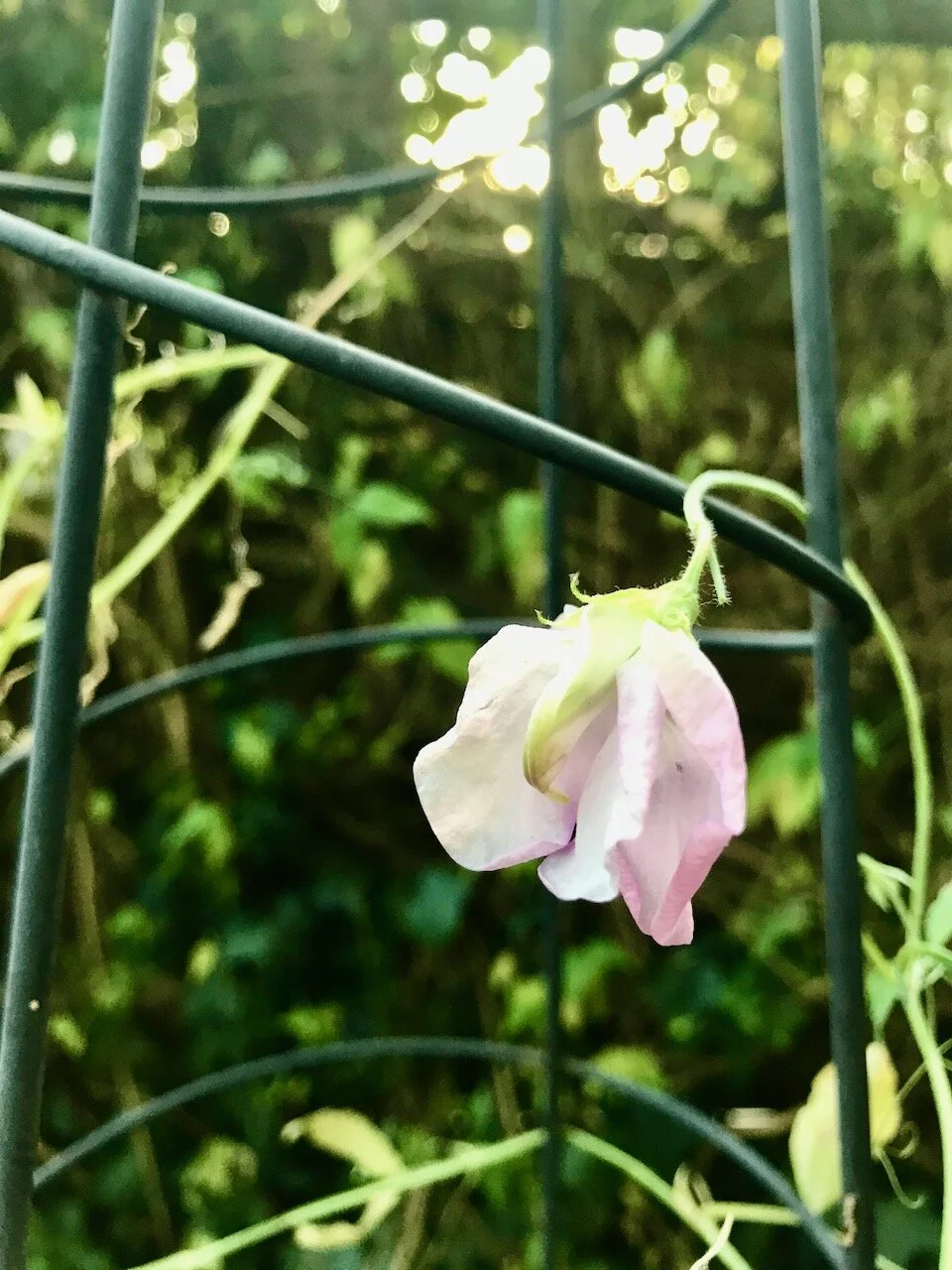 a pastel sweet pea.jpeg