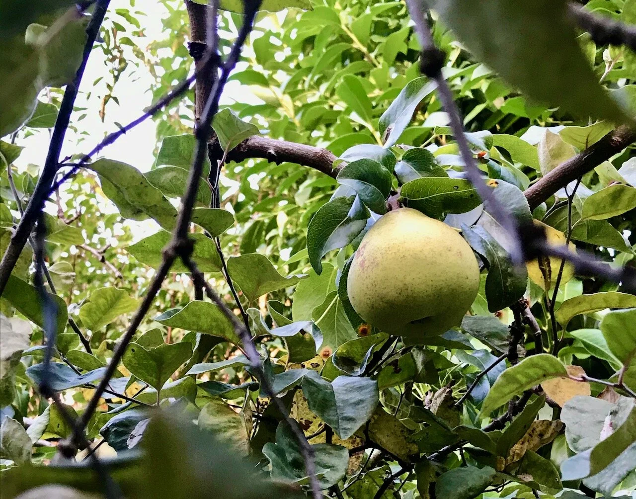 a bumper crop of pears in the pear tree.jpeg