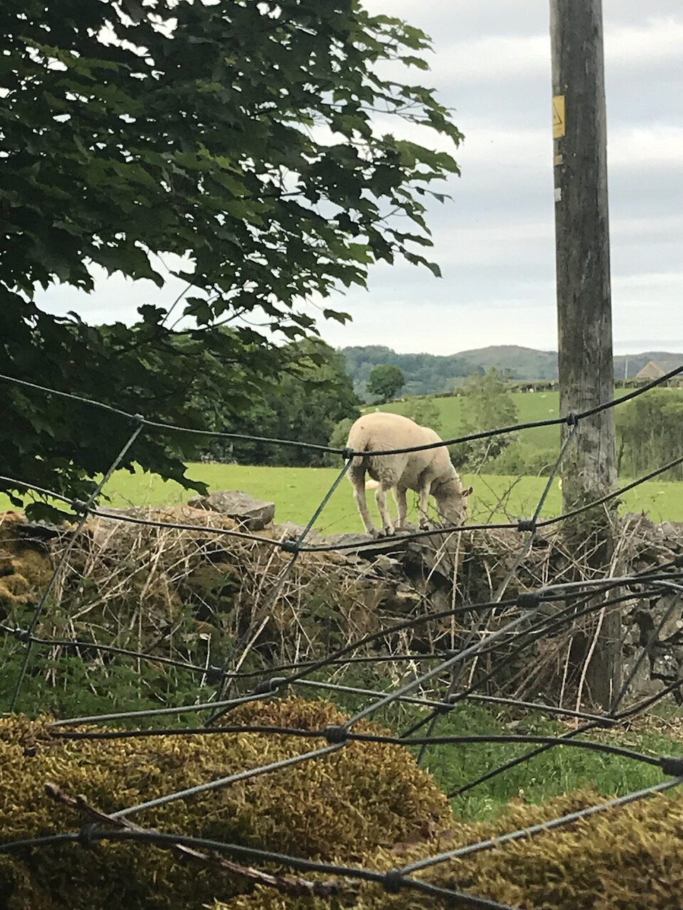 ERM, A SHEEP ON A WALL
