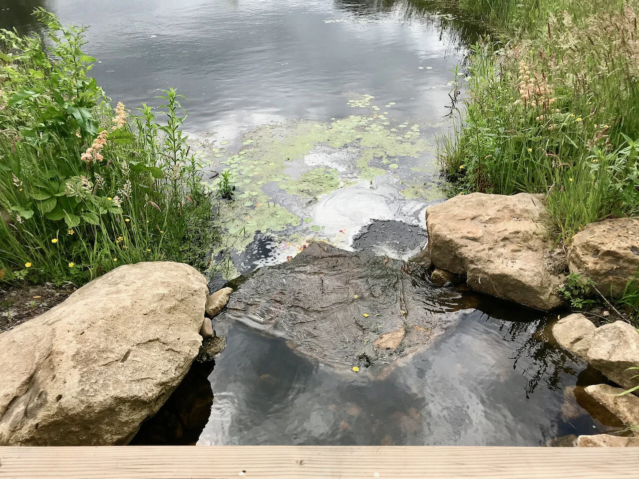 The Chinese Streamside Garden at RHS Bridgewater
