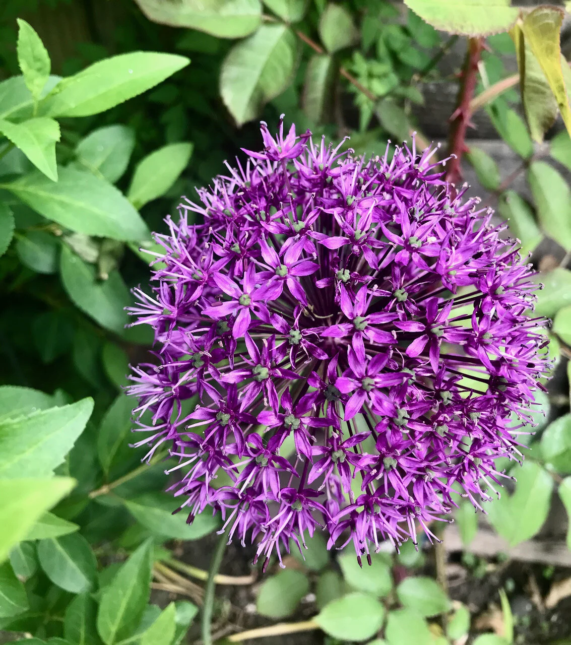 IMG_4830.jpeg