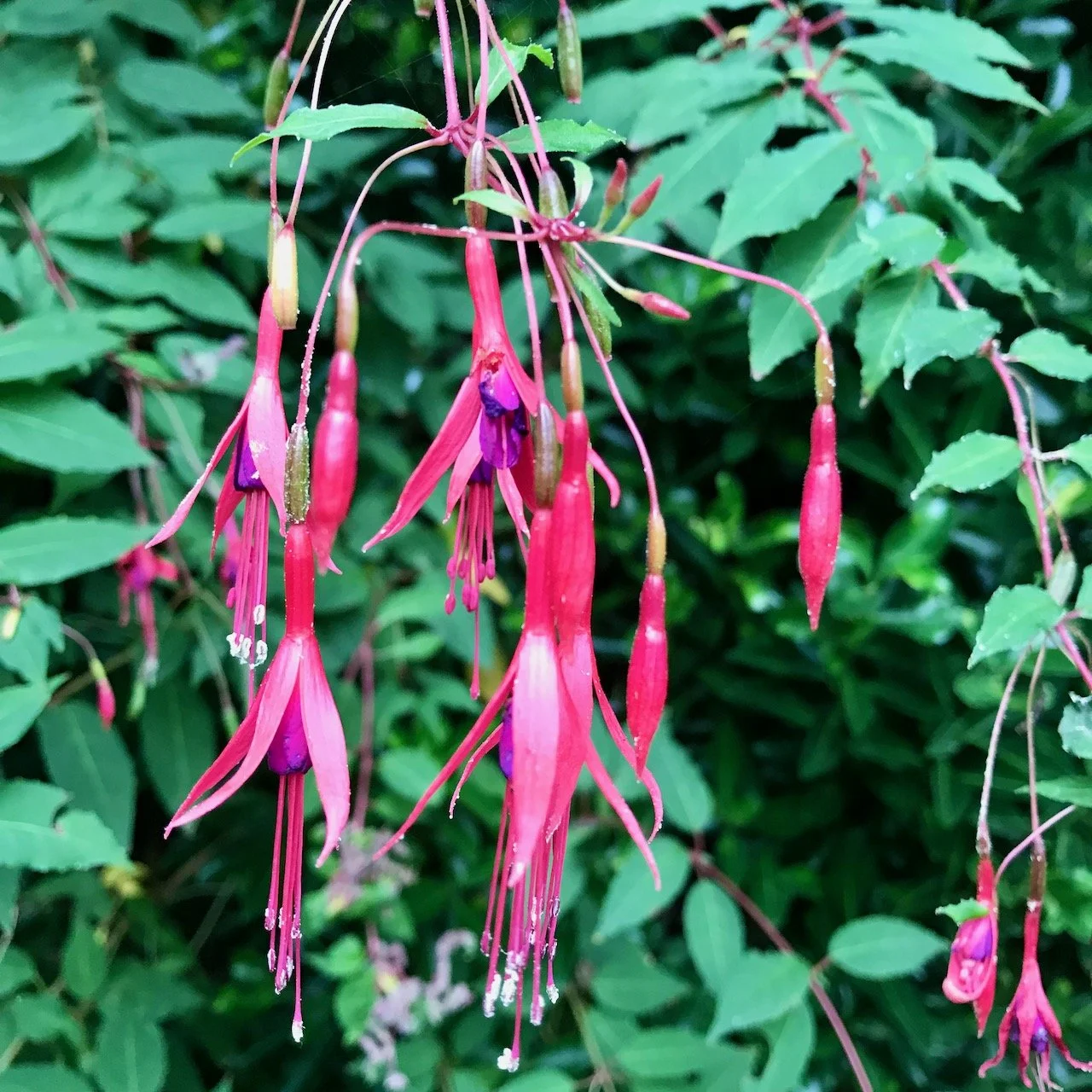 The Garden Year: August 2022