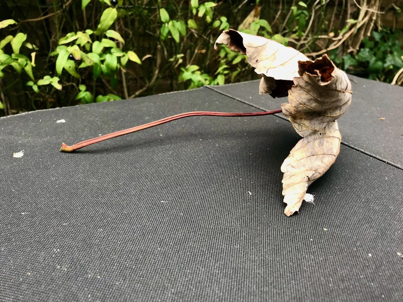 The Garden Year: November 2022