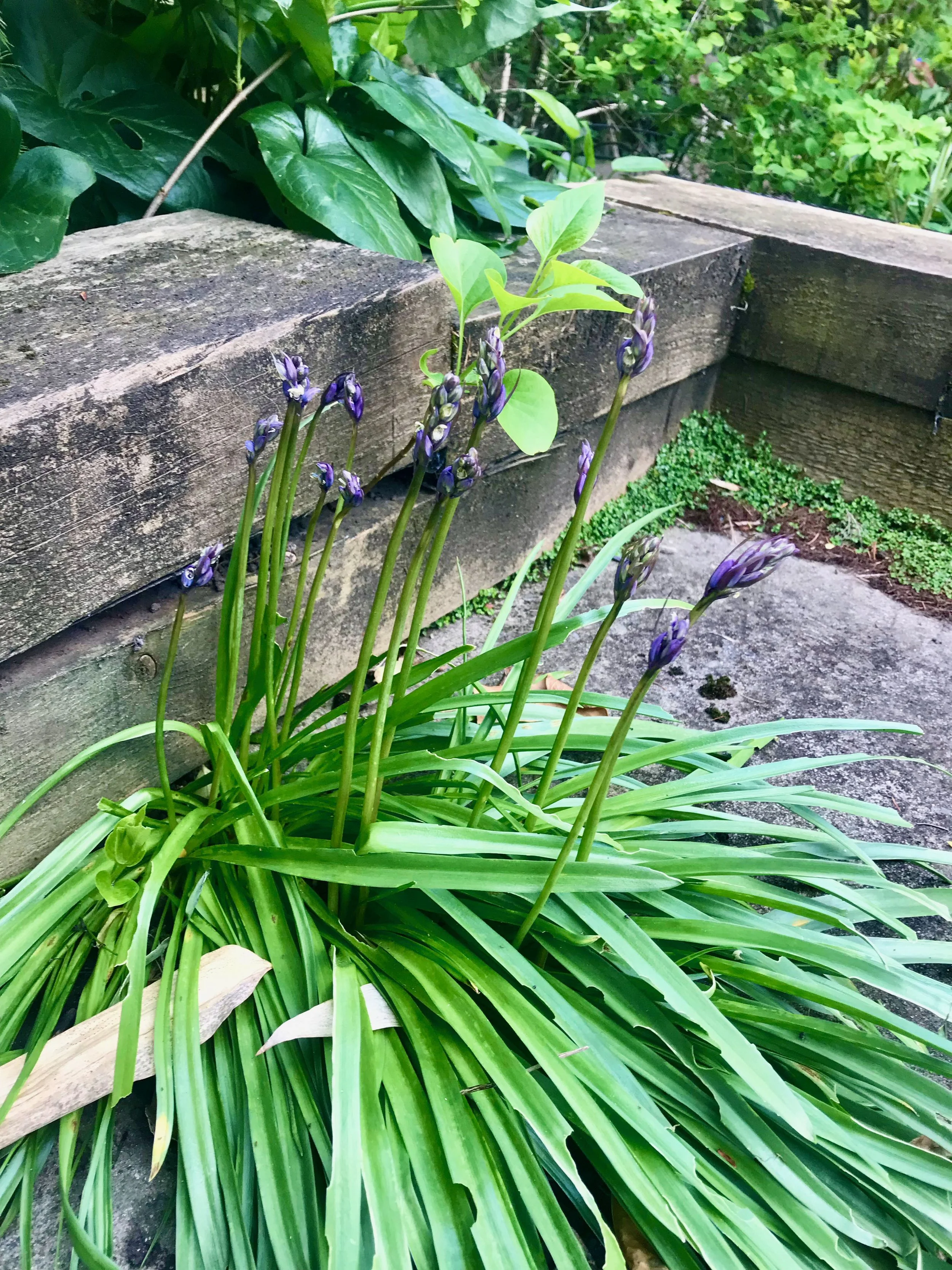 bluebells starting to flower after finding their way through a gap in some paving