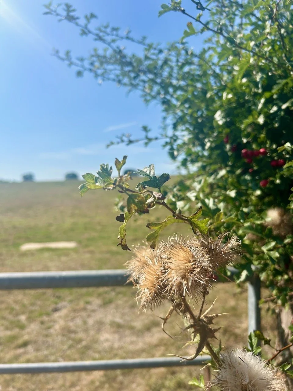 Looking very autumnal - haw berries and brown thistles with a field behind