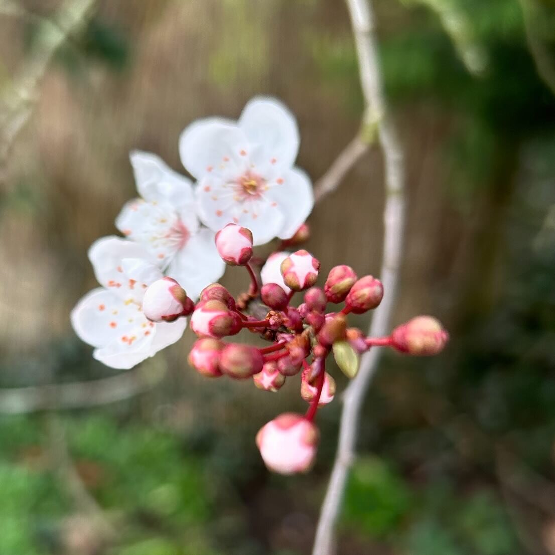 Well hello blossom 🌸 so good to see you and the sun, let&rsquo;s pretend for a little while that this is spring proper, rather than nature teasing us with fool&rsquo;s spring. #blossom #foolsspring #springiscoming