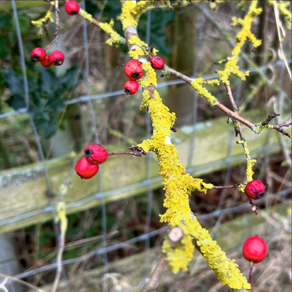 You can never have too much lichen, or that&rsquo;s what I think at least 😃 Add in some red berries and bam, that&rsquo;s nature doing its thing! #lichen #hawthornberries #nottinghamshirelandscapes