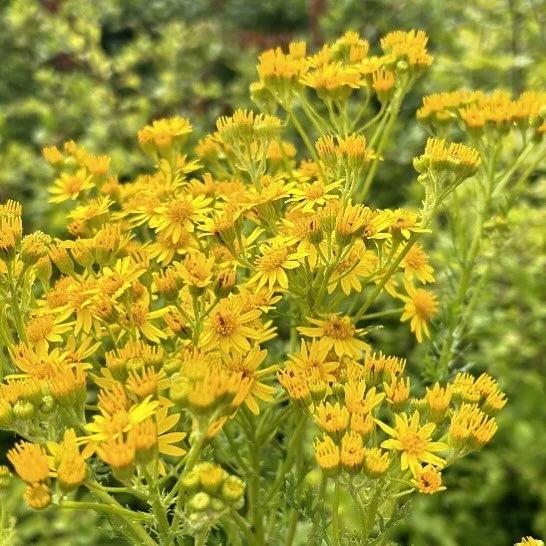 Weeds can still be pretty - though I prefer to admire them when they&rsquo;re not in my garden!! They have some cracking names too - this one is Tansy Ragwort aka as Stinking Willie. I spotted this one, whatever you call it, on a walk around the lane