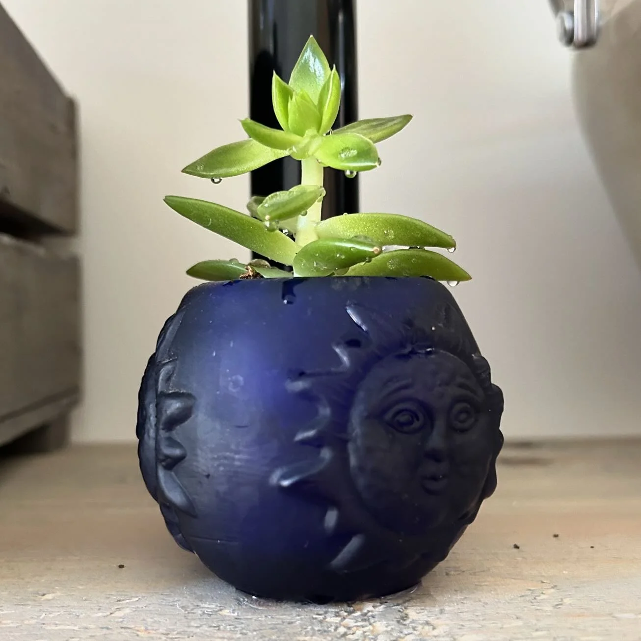 This little succulent seems happy in its new pot - it was growing tall so I cut its top off and stuck it in some soil. The pot doesn&rsquo;t have drainage so I only water it occasionally, but even so it&rsquo;s still growing!