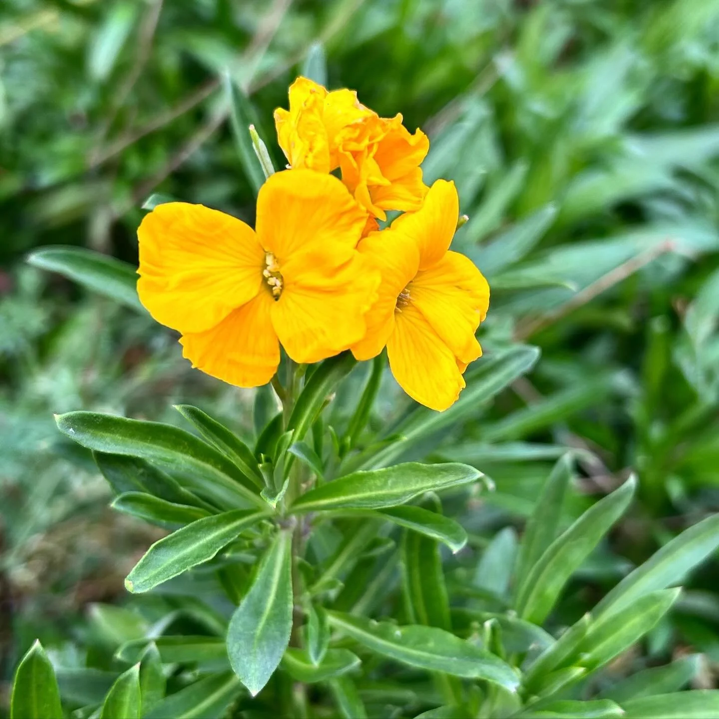 A cheery #wallflower at @standennt this afternoon in the unseasonably warm weather! Can&rsquo;t wait for my &lsquo;Chelsea Jackets&rsquo; wallflowers to flower - it can&rsquo;t be too long now!
