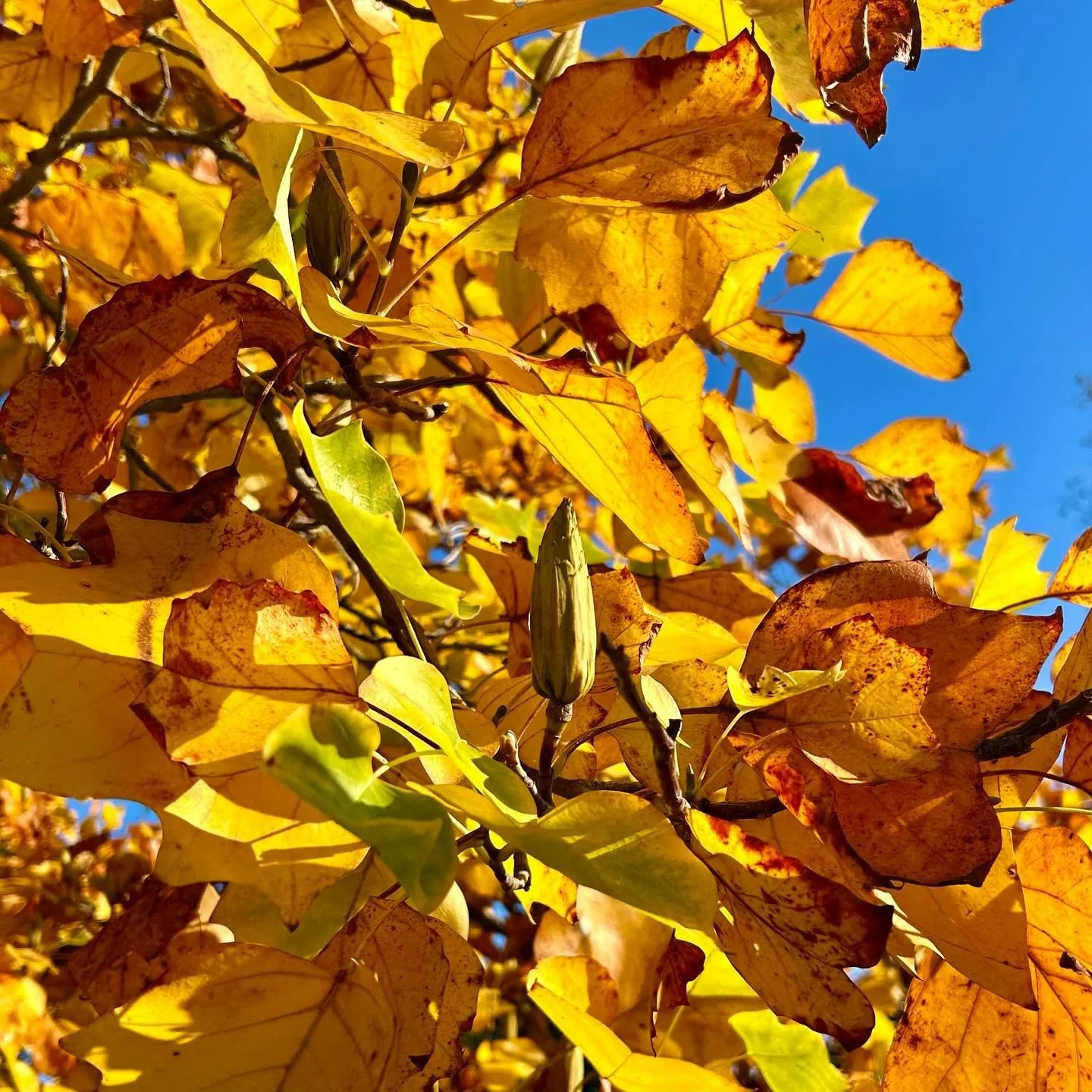 What glorious colours #autumn is treating us with - this is the #tuliptree at @beltonestatent when we visited yesterday. The tree will be pretty much the same today, but I&rsquo;m sure it won&rsquo;t look quite so good against today&rsquo;s grey skie