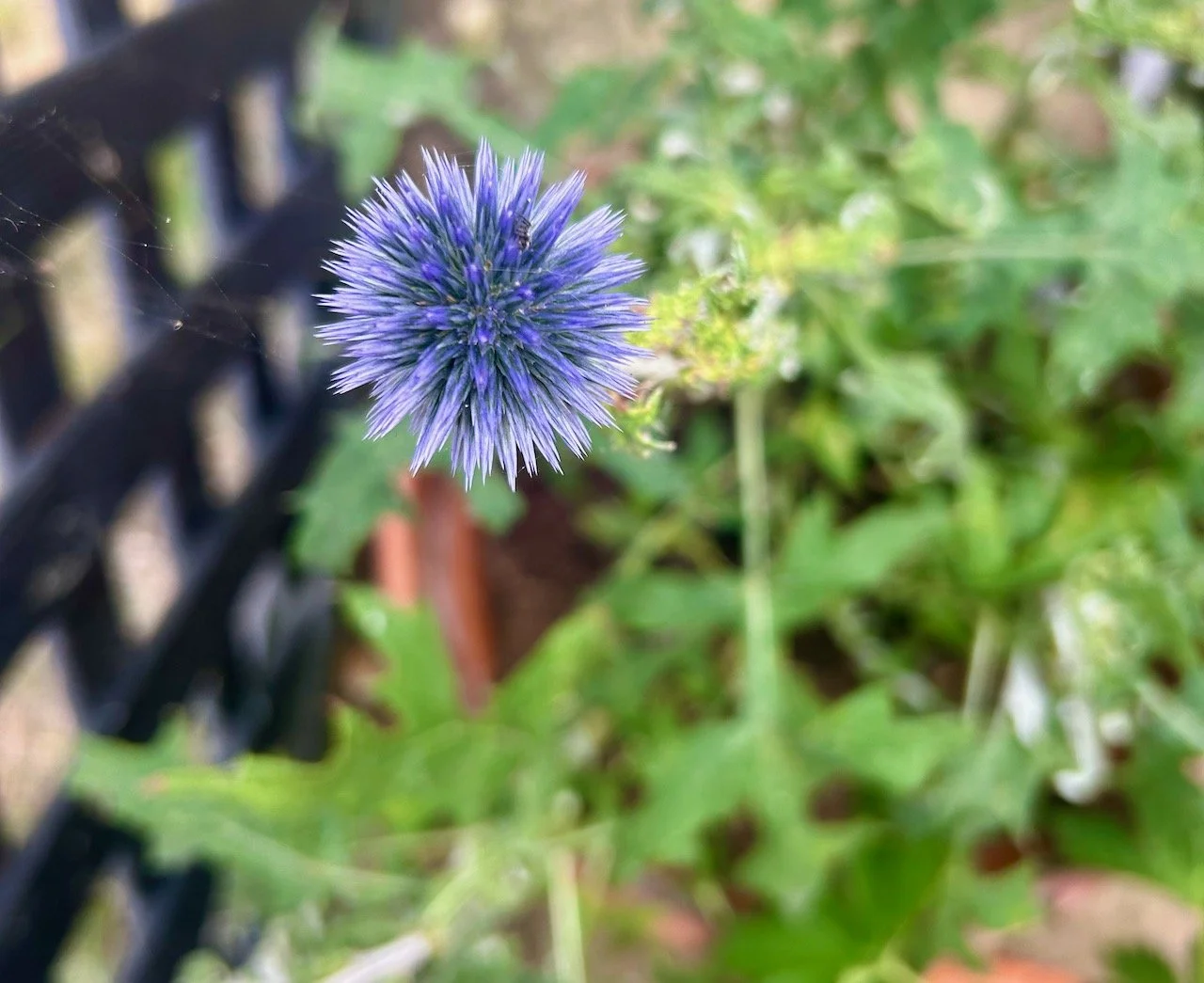 Peak blue levels for the globe thistles