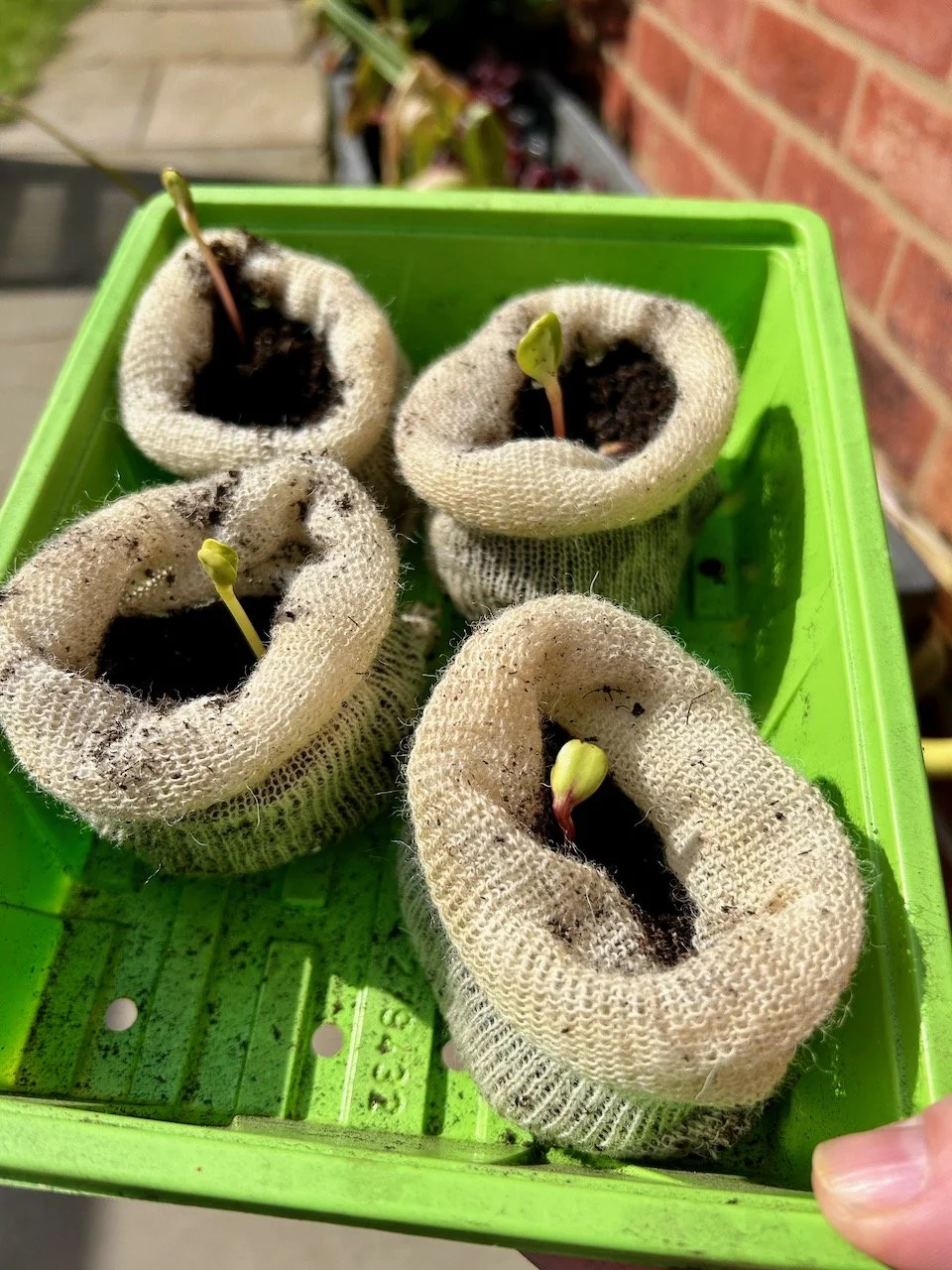 Four tiny seedlings starting to form leaves
