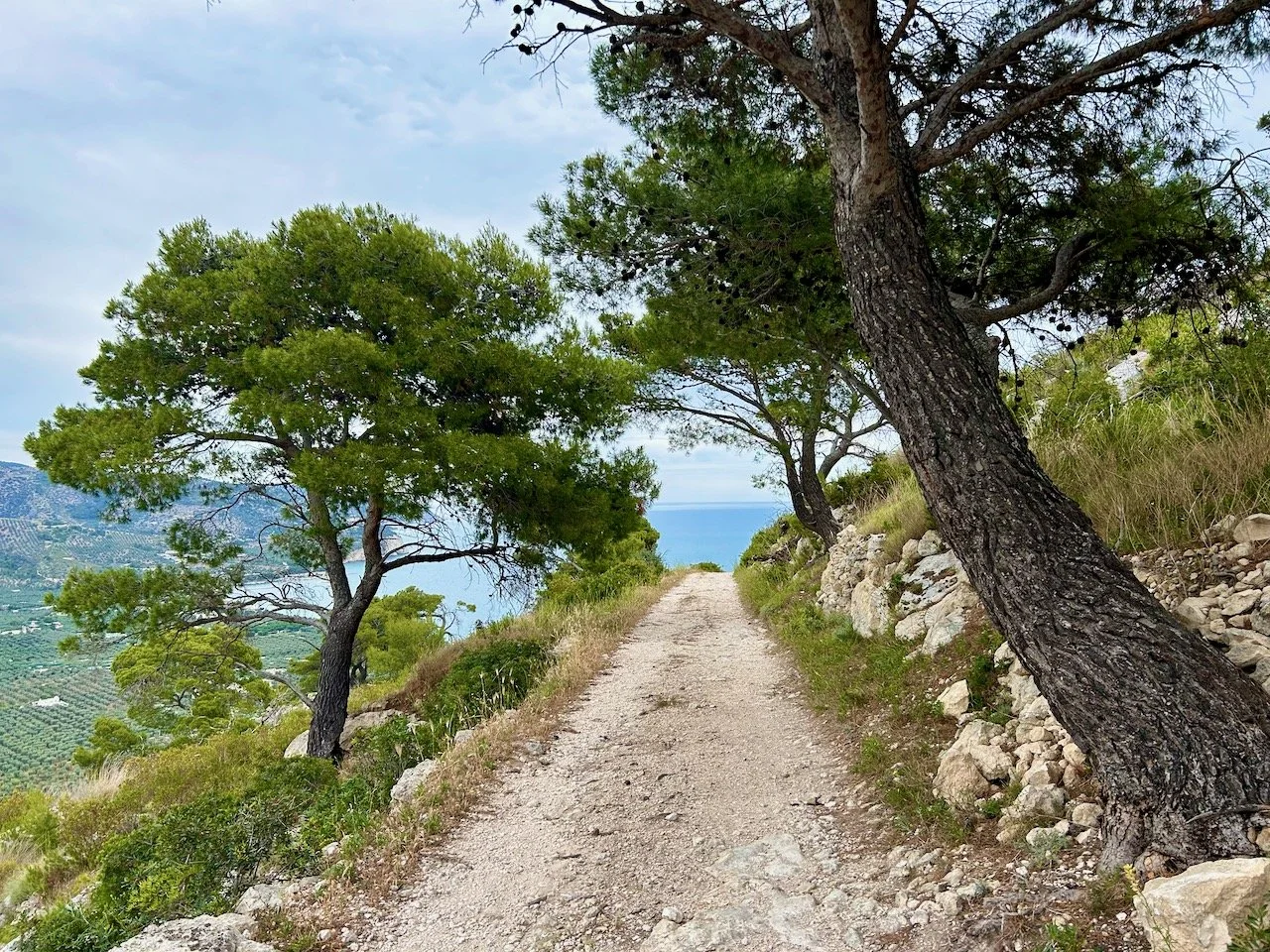 Trees leaning over the path with the clear blue sea visible at the end of the path