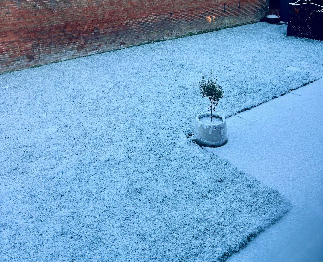 Looking out onto a dusting of snow and the bubble wrapped olive pot the next morning