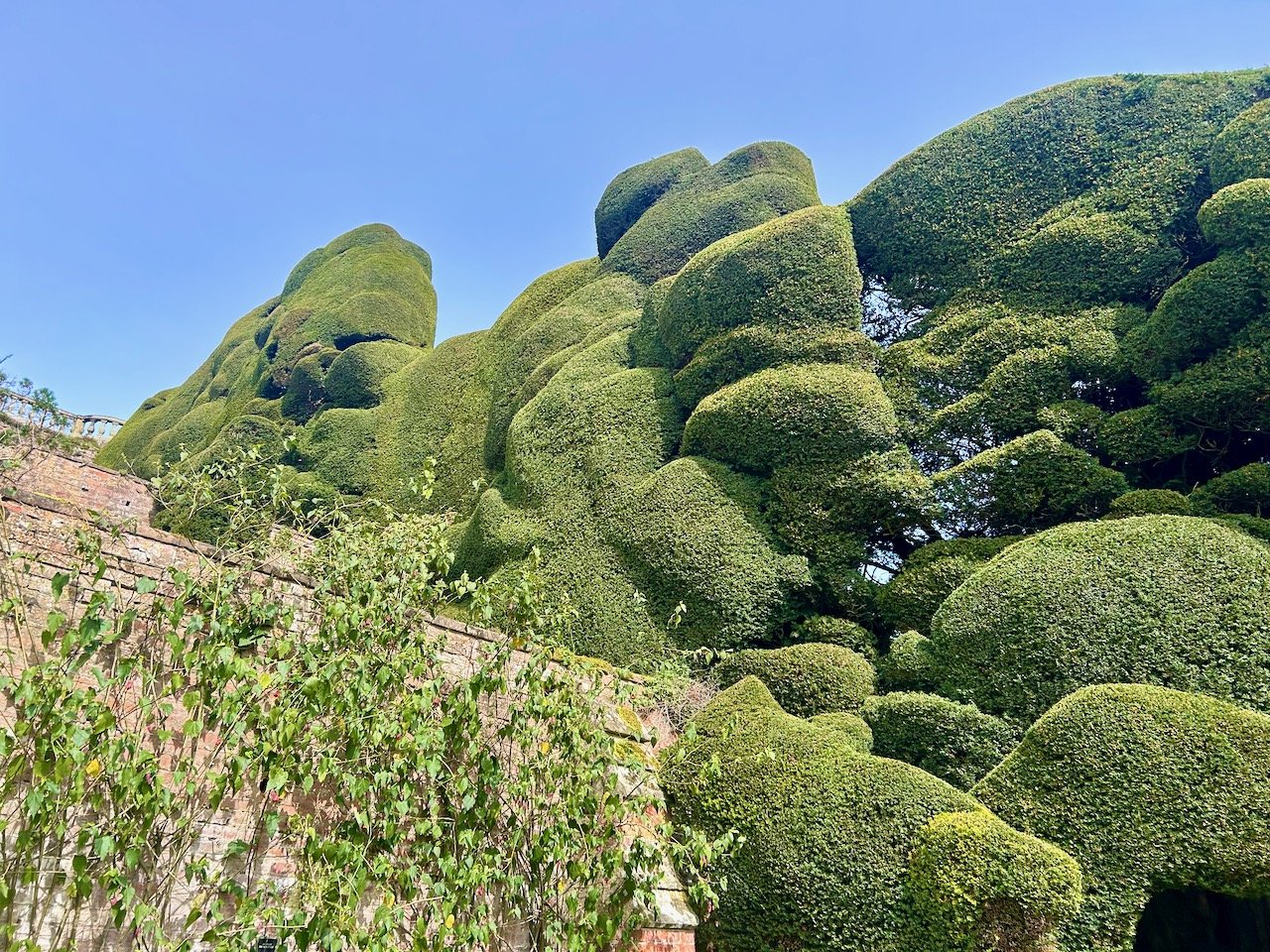 The yew hedges at Powis Castle