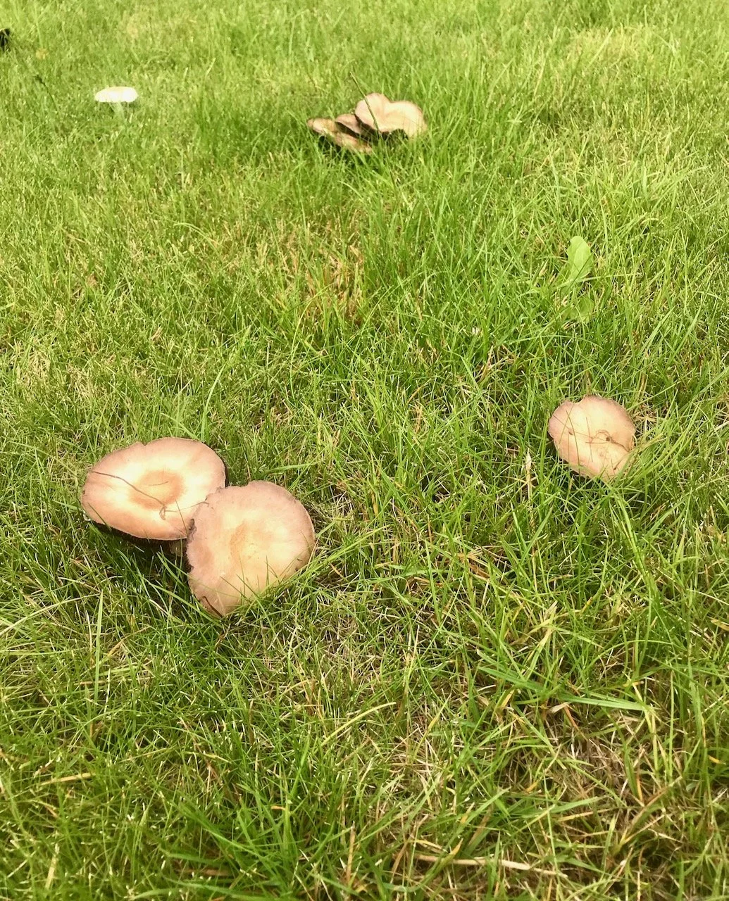 mushrooms growing in the grass were unexpected