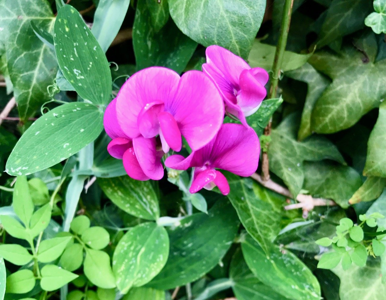 The sweet pea in full flower - a bright bright pink