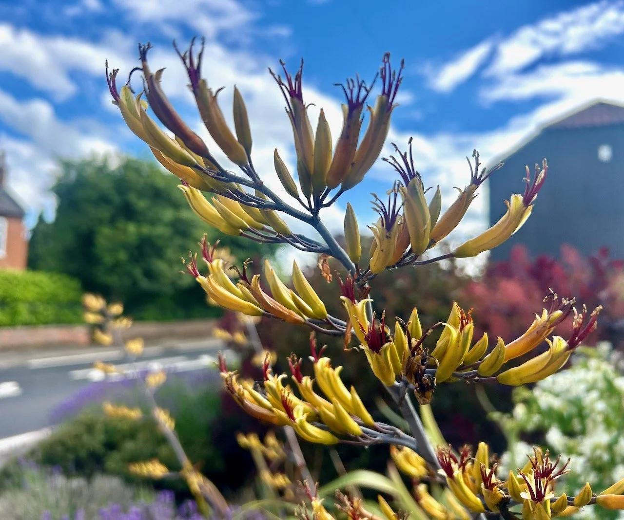 The flowering new zealand flax