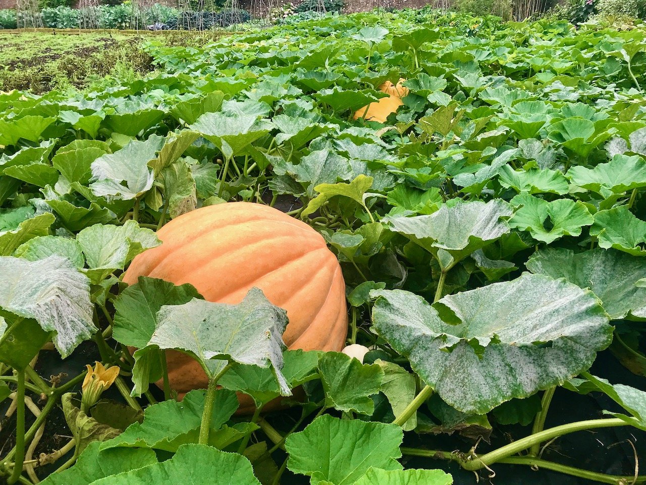 Huge pumpkins growing in the pumpkin patch