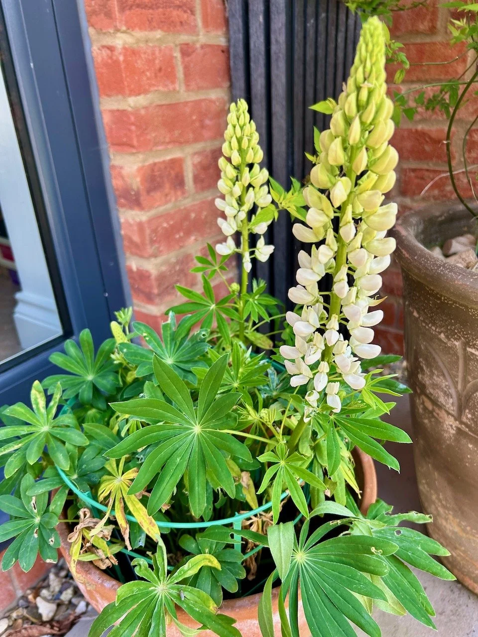 Two white single stem flowering lupins in the shade