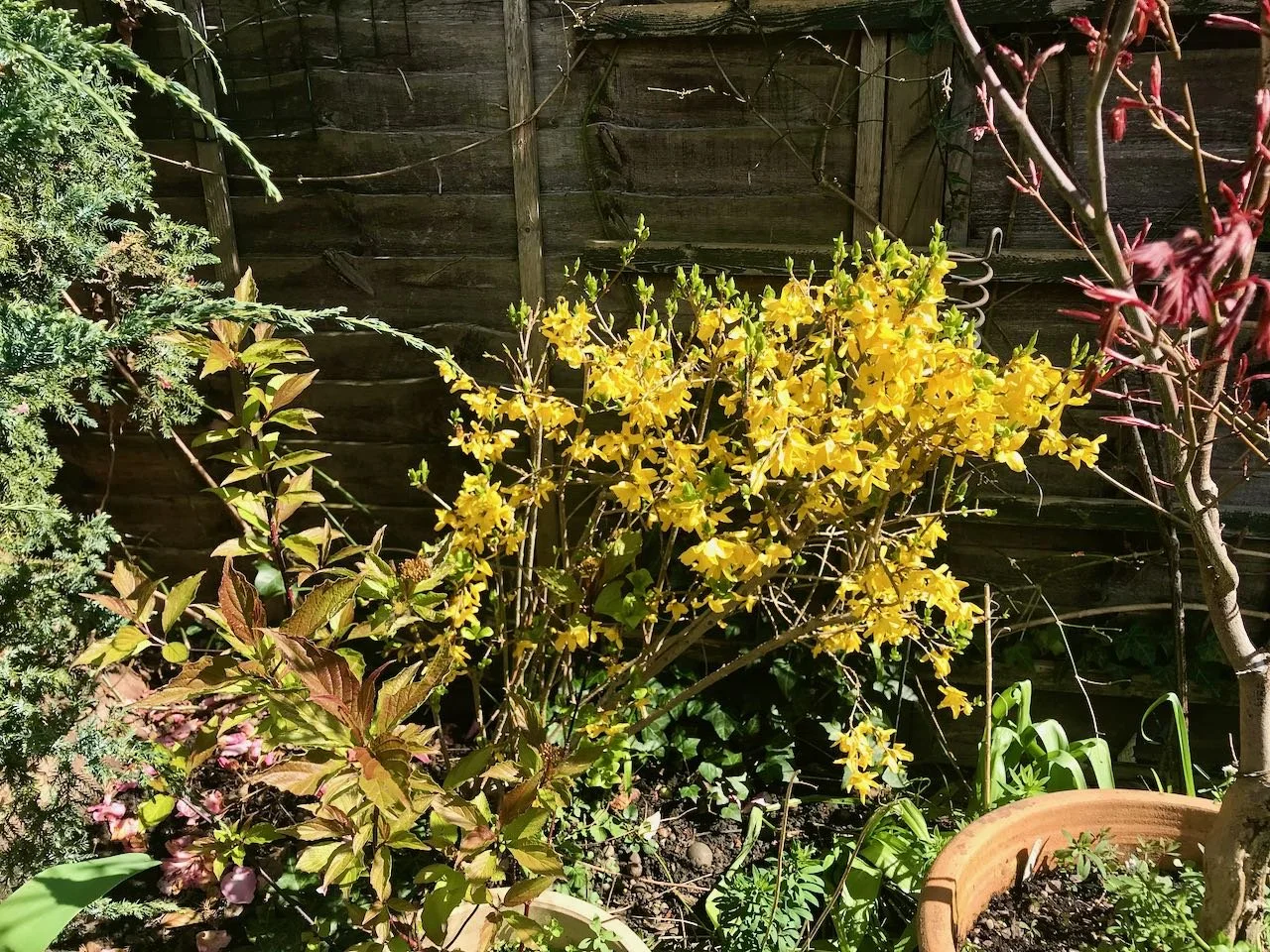 The vibrant small forsythia bush in flower with the potted dogwood in front of it