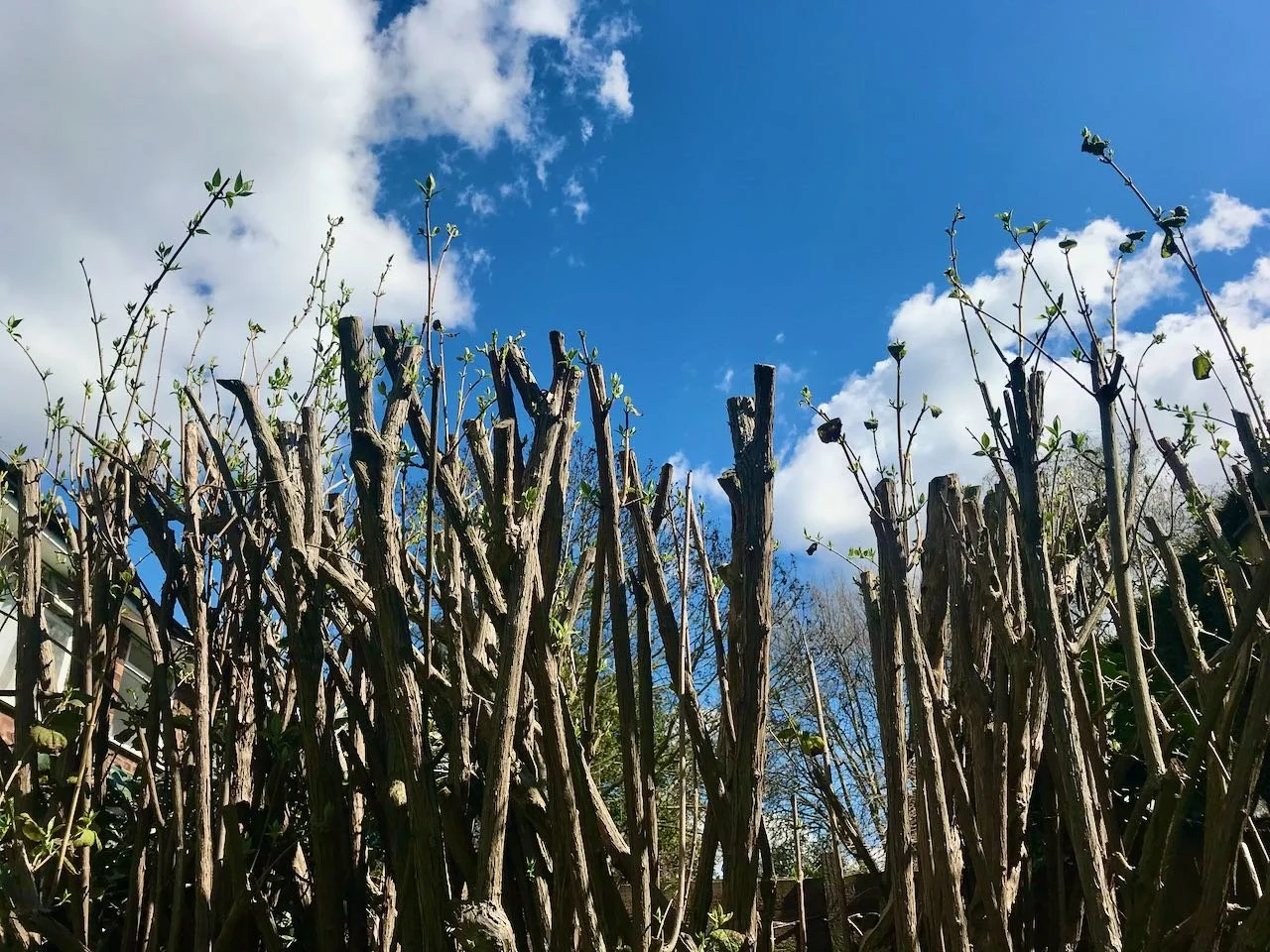 signs of growth on the mock orange which was reduced in height last summer