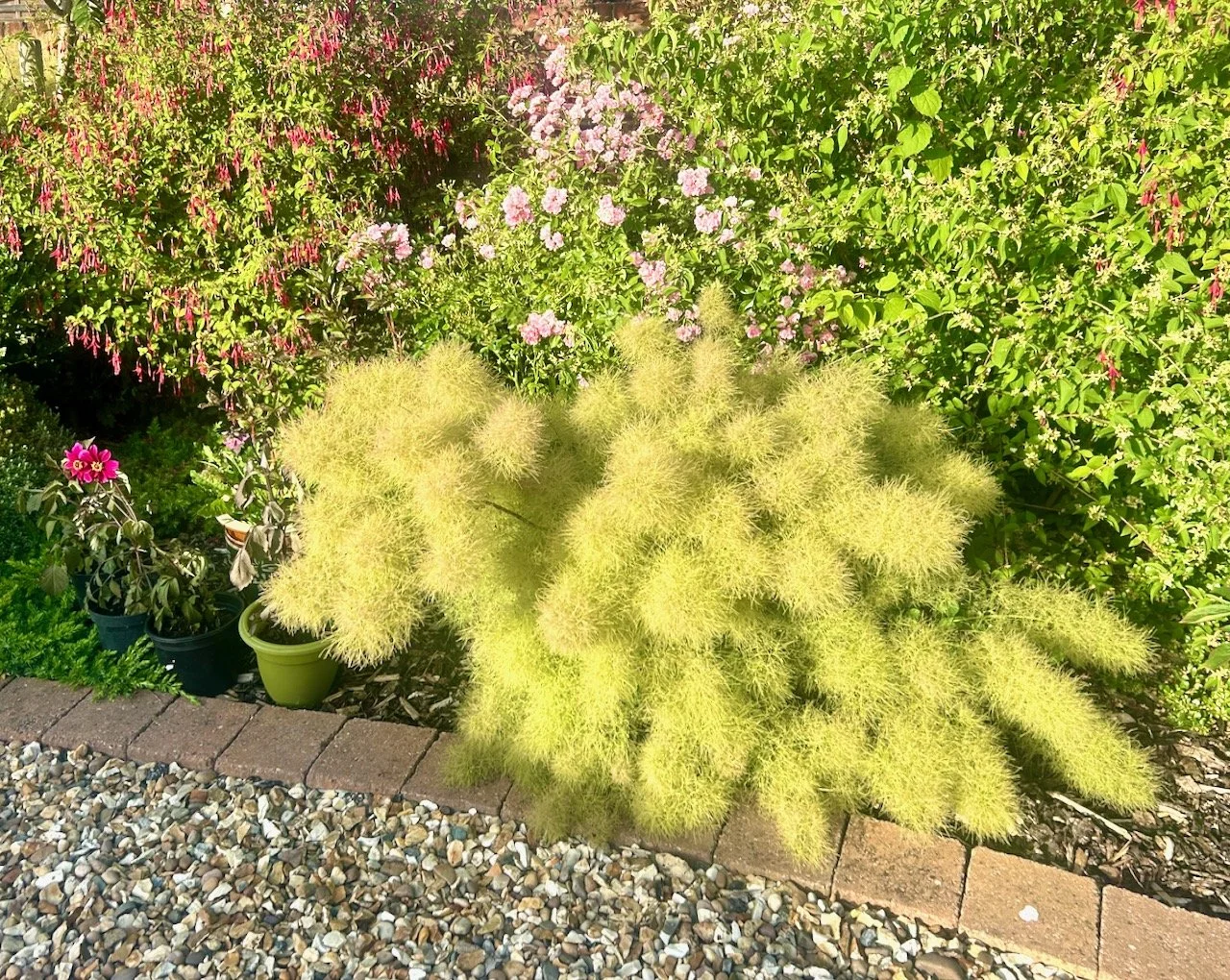 The smoke bush which looks like a fluffy poodle
