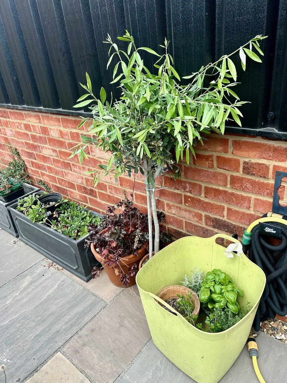 The chosen olive tree's position alongside our garage