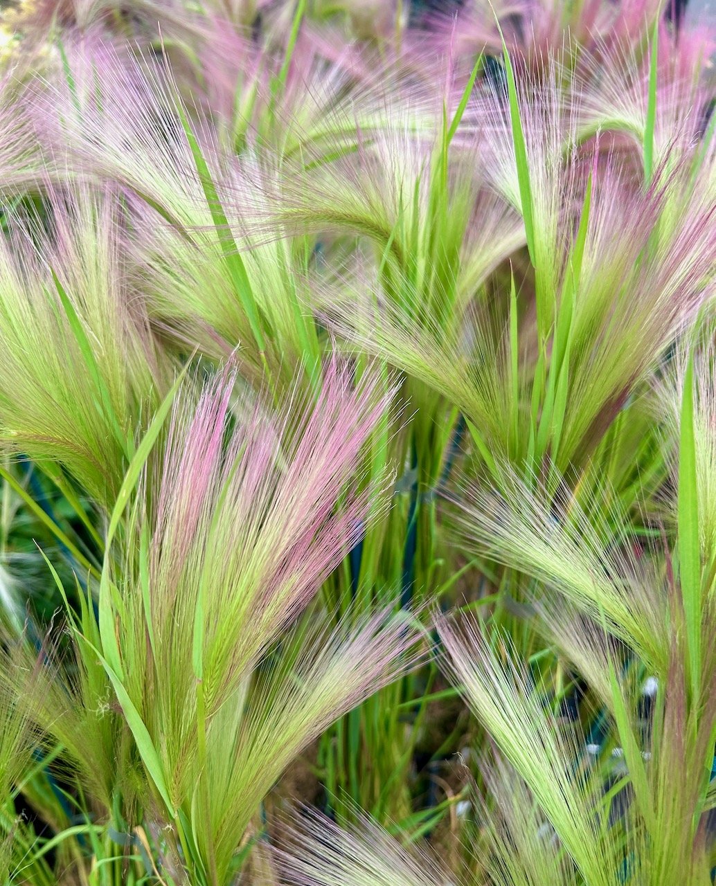 pastel pink tipped squirrel grass