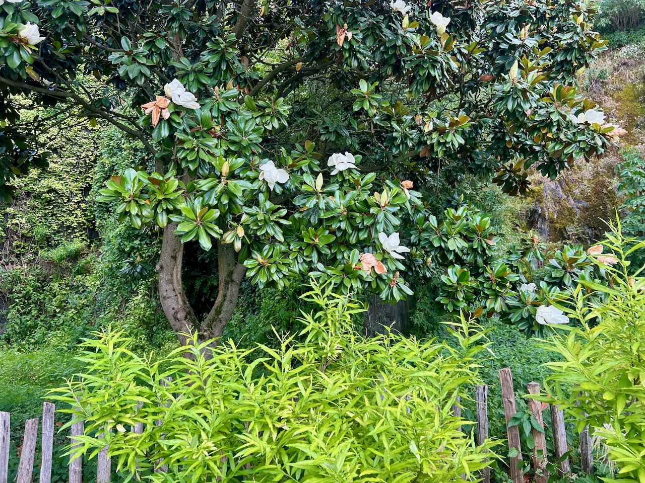 A magnolia tree at ground level in flower with a rickety wooden fence partly on show