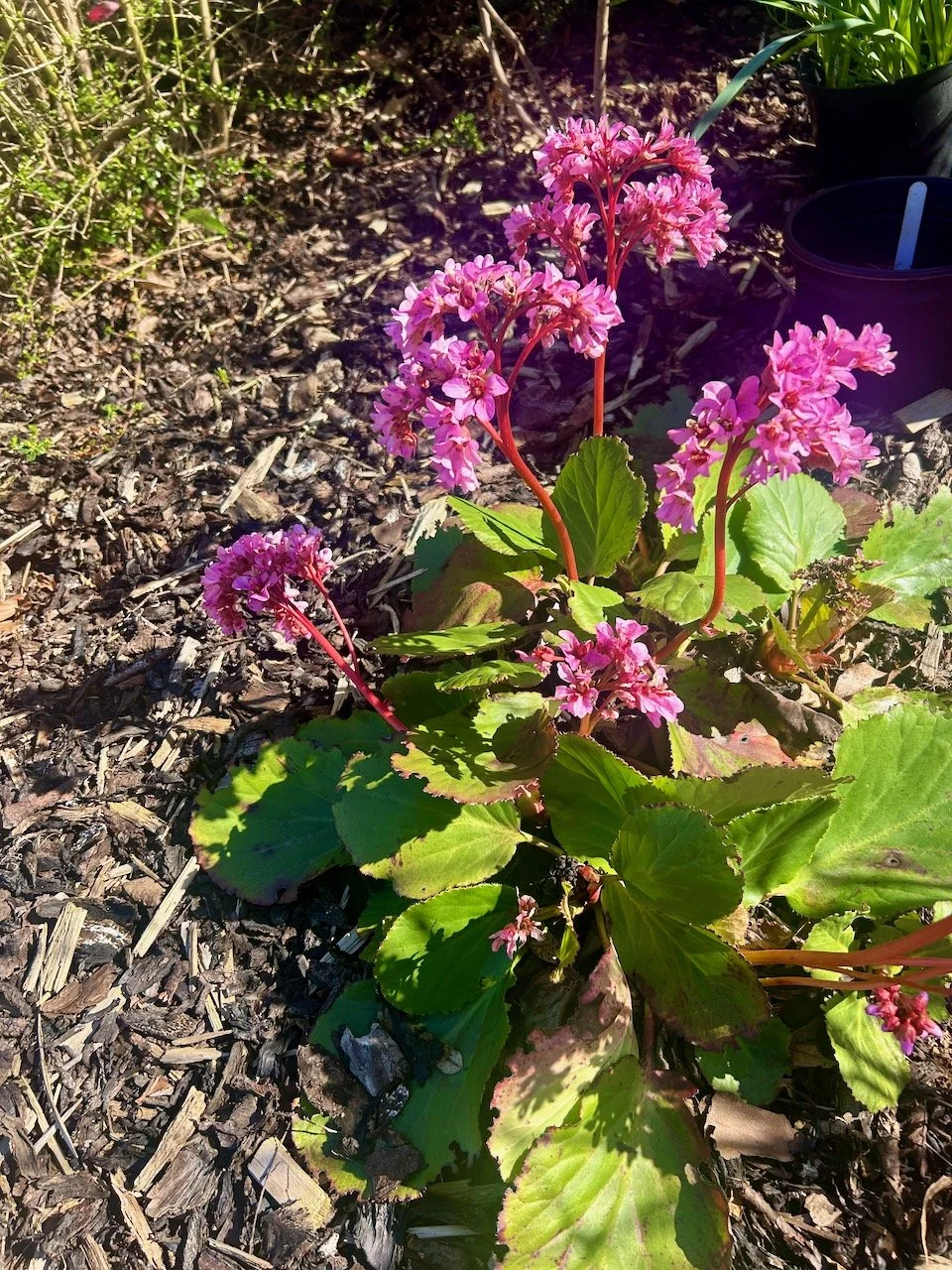 pink flowering elephant ears